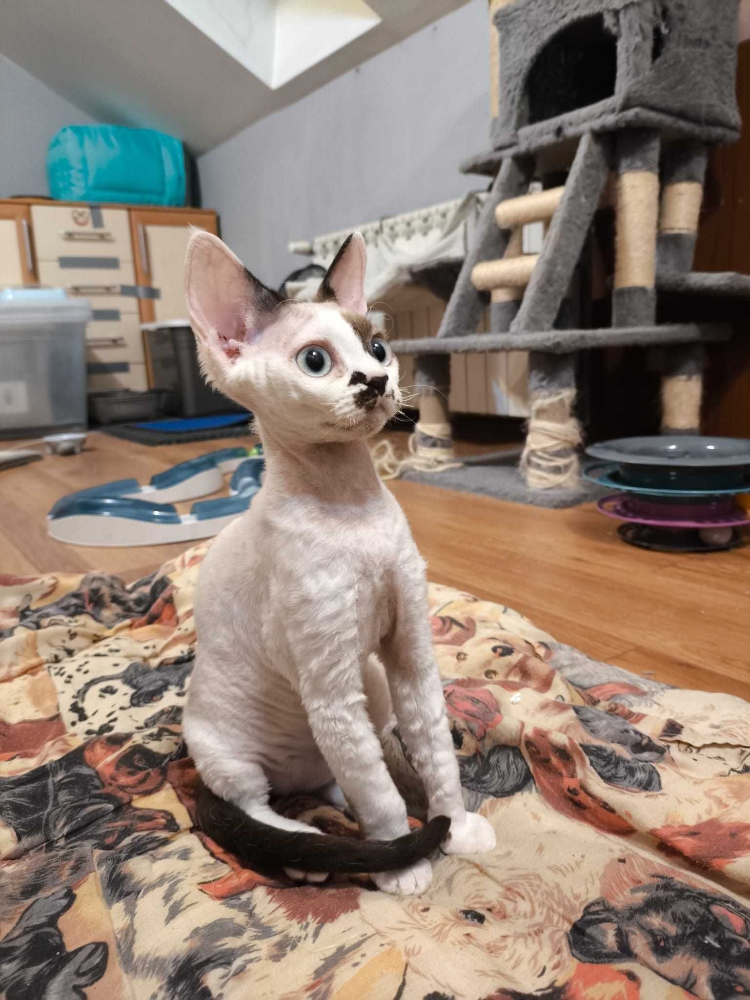 Koteczka Devon Rex