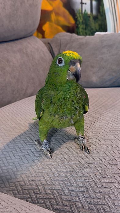 Papagaio ocrocephalo 6 meses