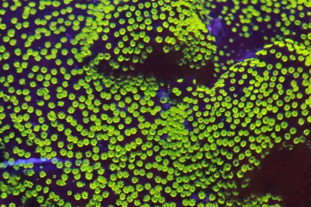 10 Montipora STARWARS Fluo Szczepka   FLUOLAMPS.PL WYSYŁKI
