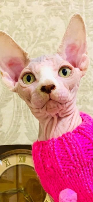 Котята сфинксята Киев