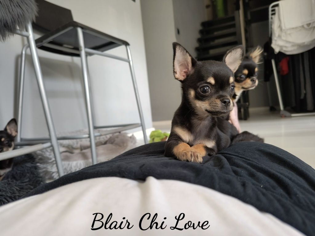 Chihuahia Blair Chi Love (do odbioru)