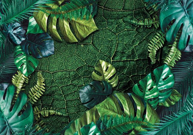 Fototapeta Liście Monstera Zieleń Natura 3D Na Twój Rozmiar + KLEJ