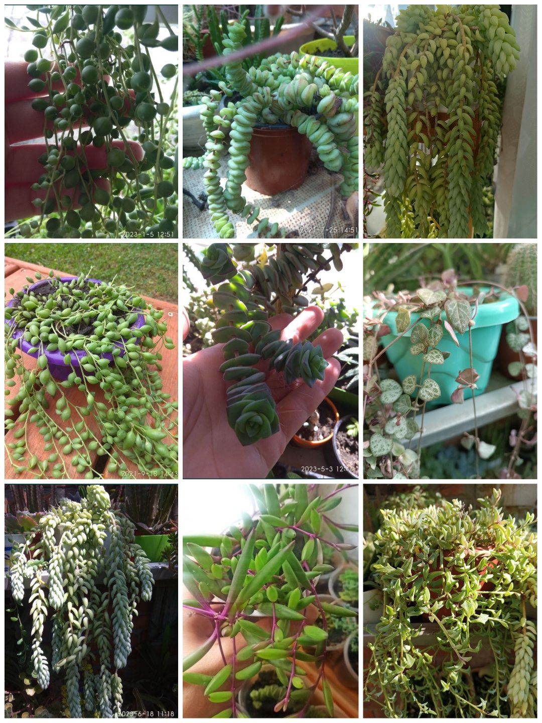 Суккуленты (Хавортия, крестовик, алое, гастерия др)