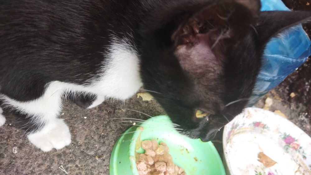 Котик в добрі руки