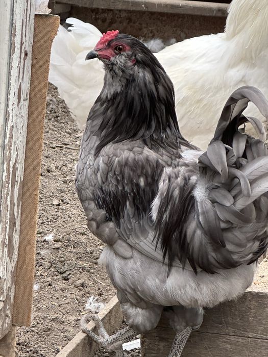 Петух Амераукана