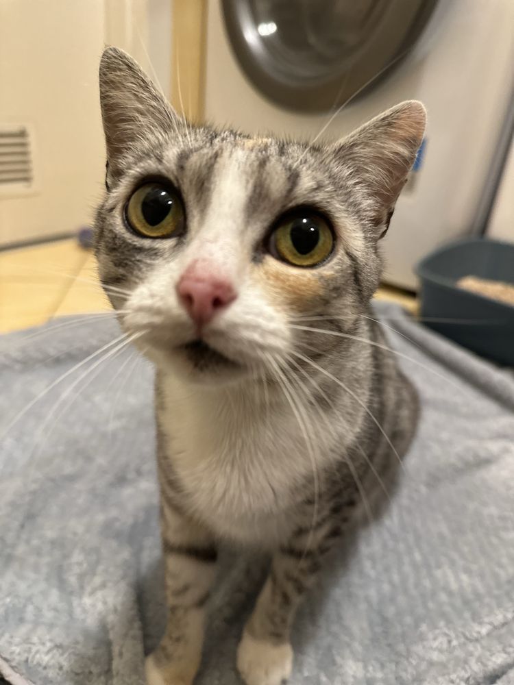 DO ADOPCJI FIONKA – młoda kotka, która straciła wszystko,