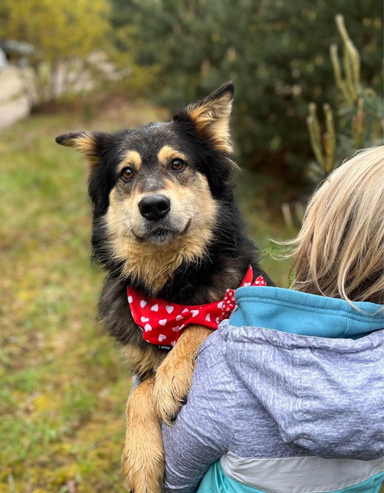 Kobiś żył w boksie w polu. Kochany tulaśny, do adopcji