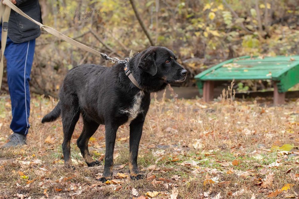 Шикарний кобель Марвель шукає родину