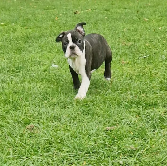Szczeniak boston terrier