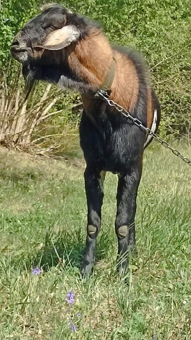 ПРОДАМ НА ПЛЕМЯ: нубийца 90%.В Добрые руки