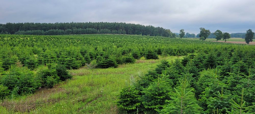 Jodła Kaukaska w donicy Jakość PREMIUM 80 - 180 cm - TuChoinki.pl