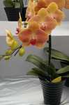 Орхидея фаленопсис Phal. Ark’s Green Angel (Грин Энджел)