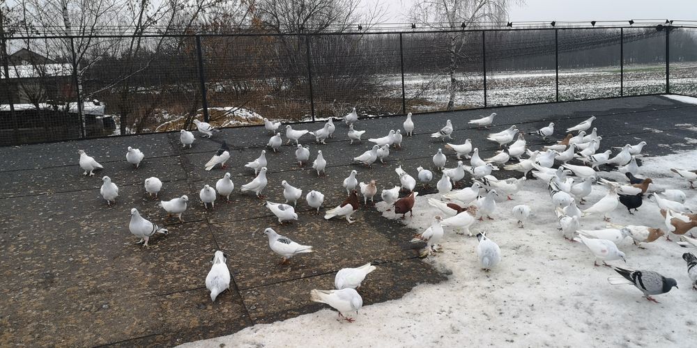 Sprzedam lot gołębi