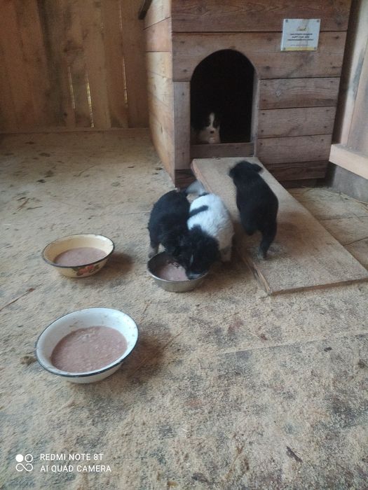 Віддам в добрі руки