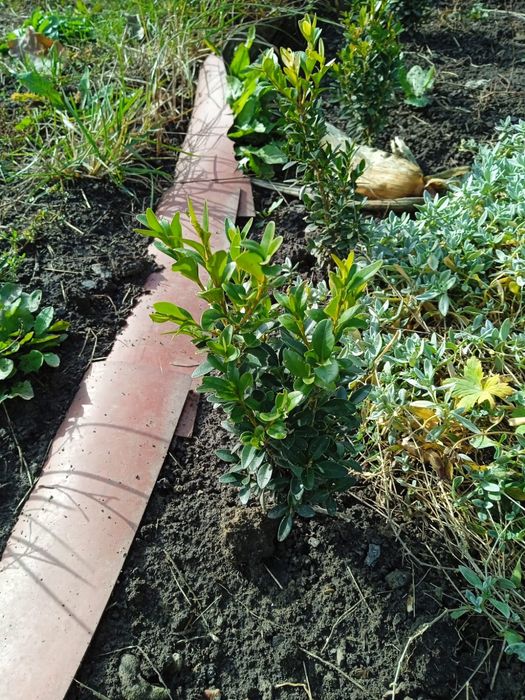 Саженцы самшита.