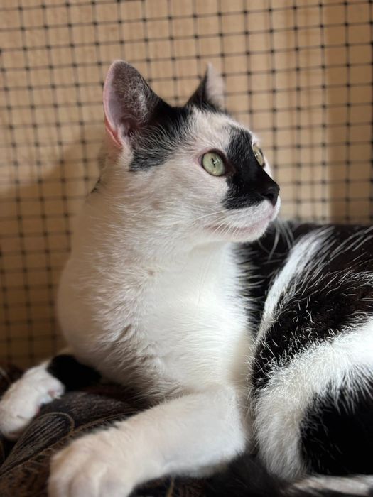 Piękny Monte szuka domu!