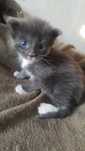 Kocurek Maine Coon
