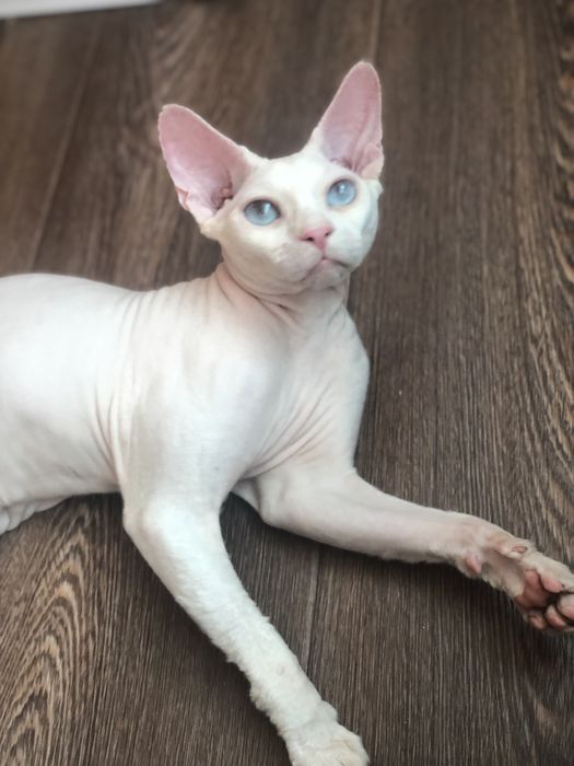 Хлопчик сфінкс Доступен в Польше