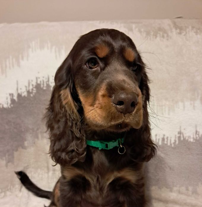 Cocker spaniel angielski