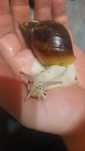 Ślimaki Achatina Fulica albino body Młode