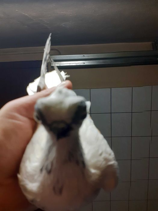 Gołębie Winery Szeki