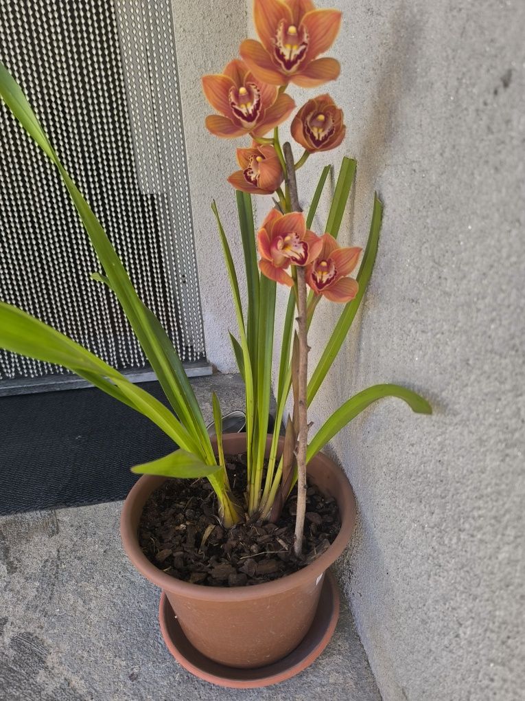 Orquídea Castanha