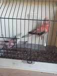 Casal de bourkes rosa
