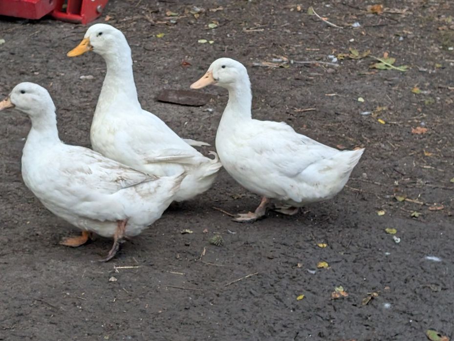 Kaczka staropolska, biała