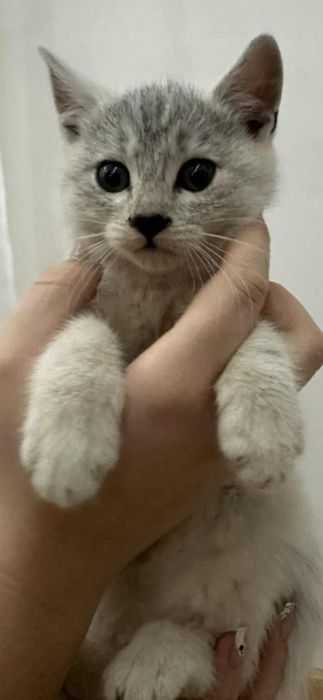 Oddam kotki w dobre ręce  ogłoszenie prywatne