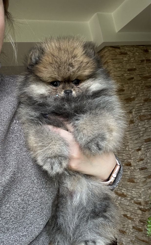 Szpic miniaturowy pomeranian suczka typ misia