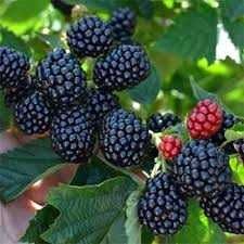 Jeżyna bezkolcowa Sadzonki 2 Letnie! 60cm! 4 odmiany!Miododajne eko