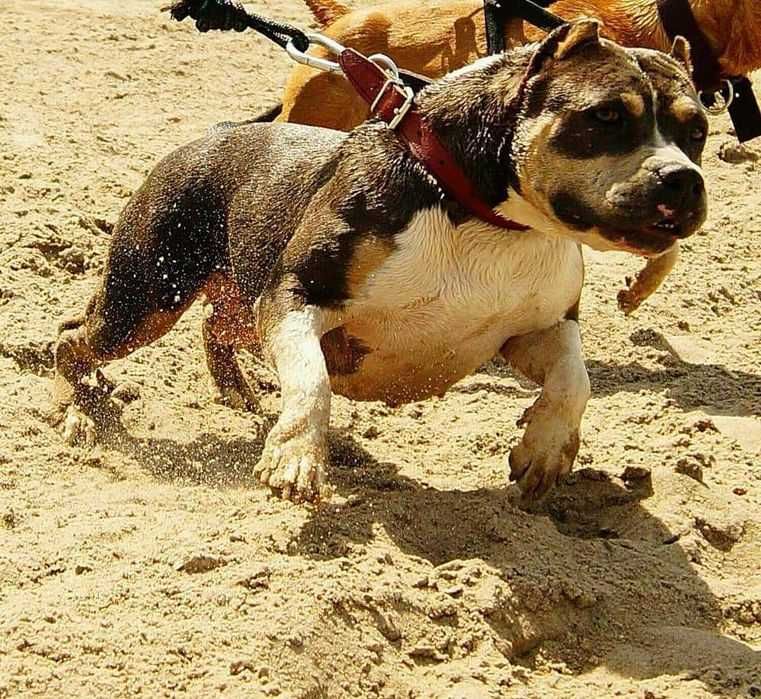 Amstaff z rodowodem, piekne szczenięta, bialoglowy samiec Louis