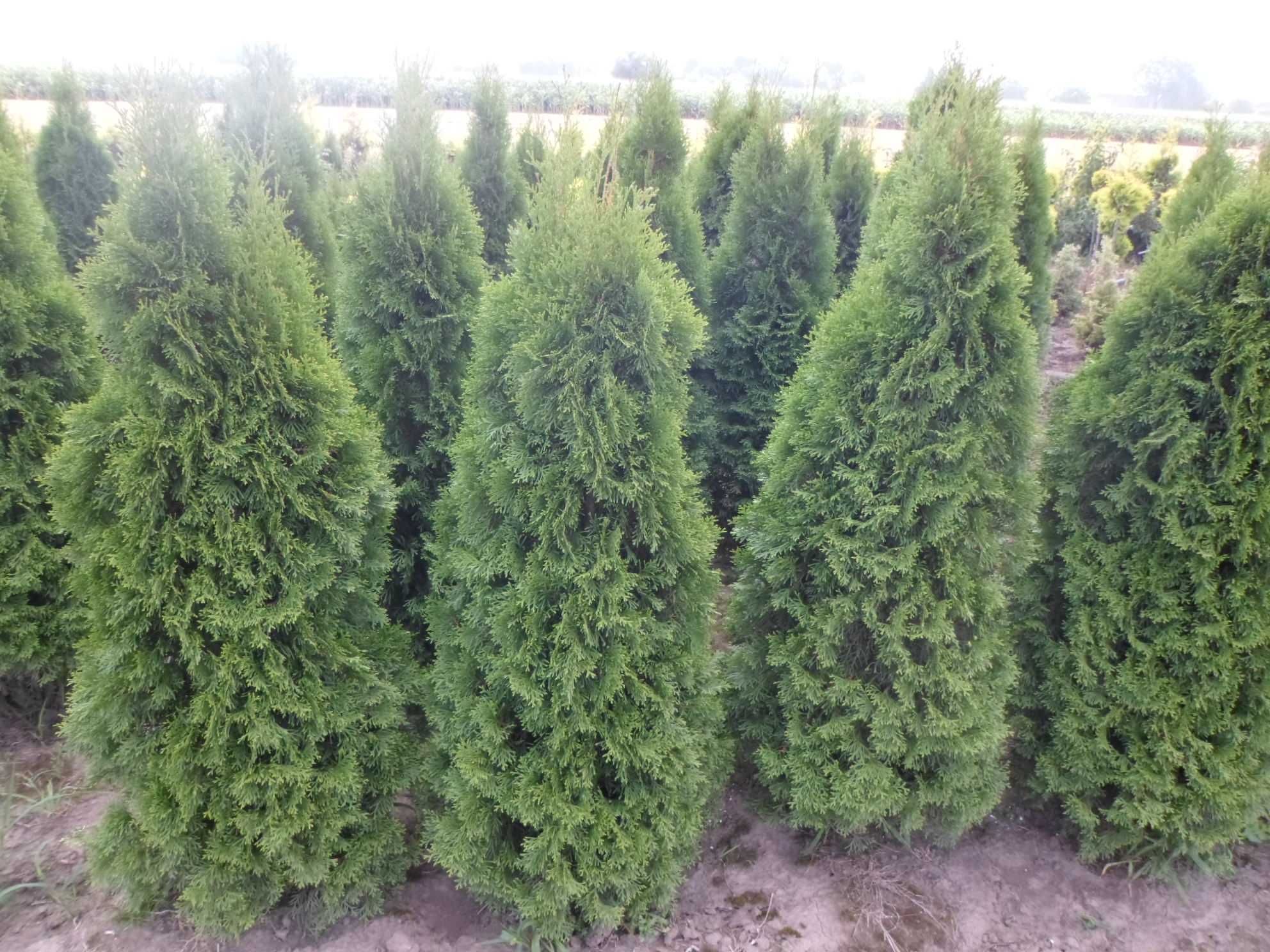 Tuja tuje szmaragd  ładna gruba 100-120cm DOSTAWA