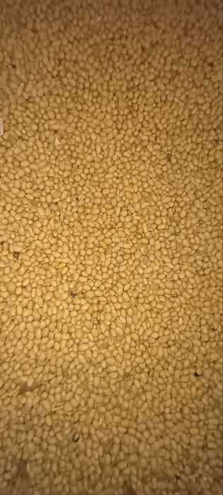 Продам посівну сою під раундап