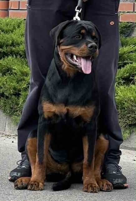 Цуценята ротвейлера від ТОП батьків