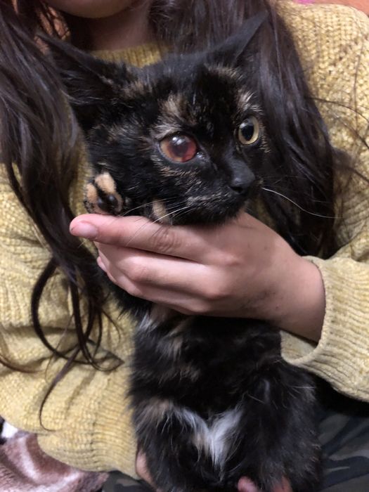 Віддам в добрі руки кицю 3-4 місяці