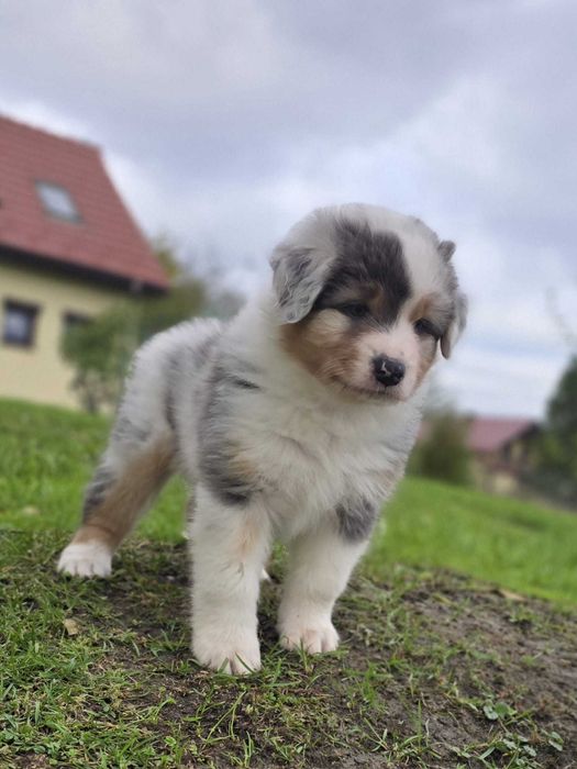 Owczarek australijski FCI blue merle krótki ogon