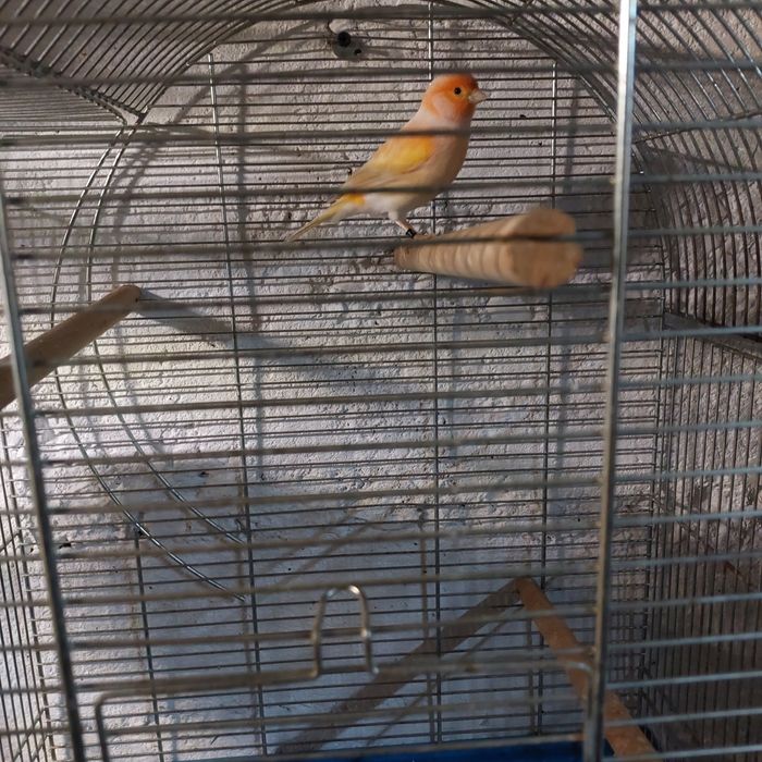 Kanarek ,kanarki,sprzedam