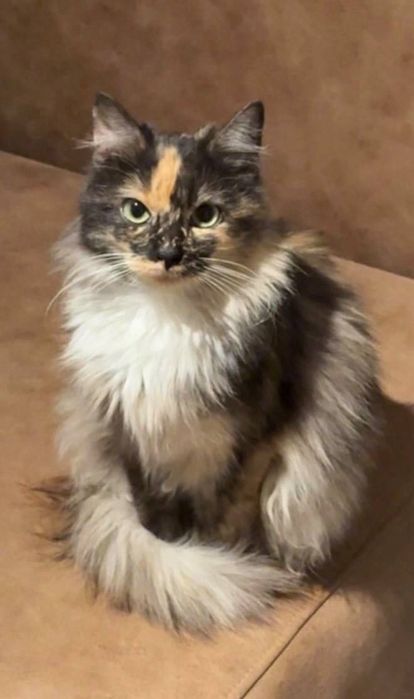 Віддам кішку в добрі руки