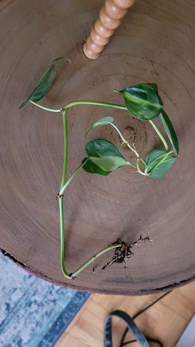 Philodendron brasil