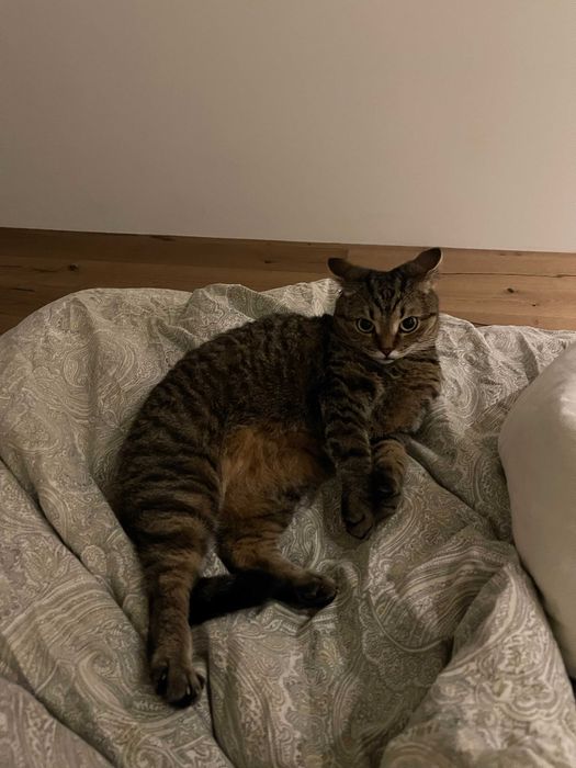 Віддам кішку Ніккі у добрі руки