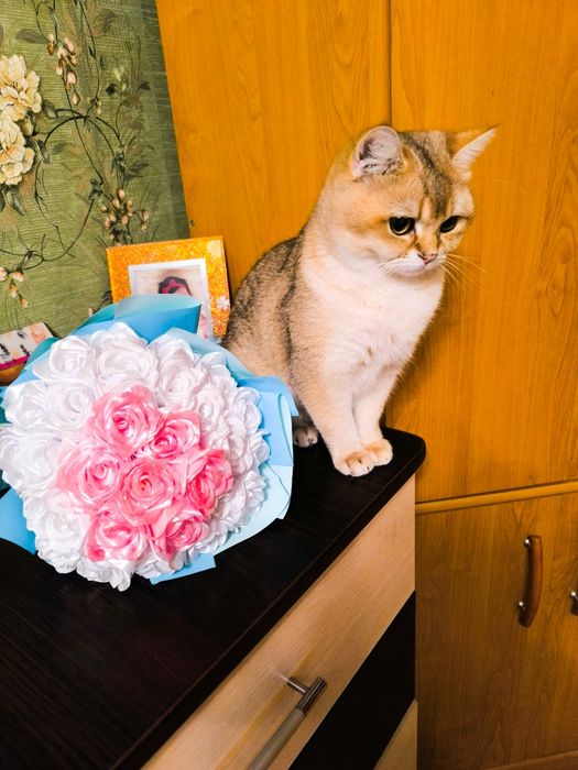 В'язка Британська золота шиншила