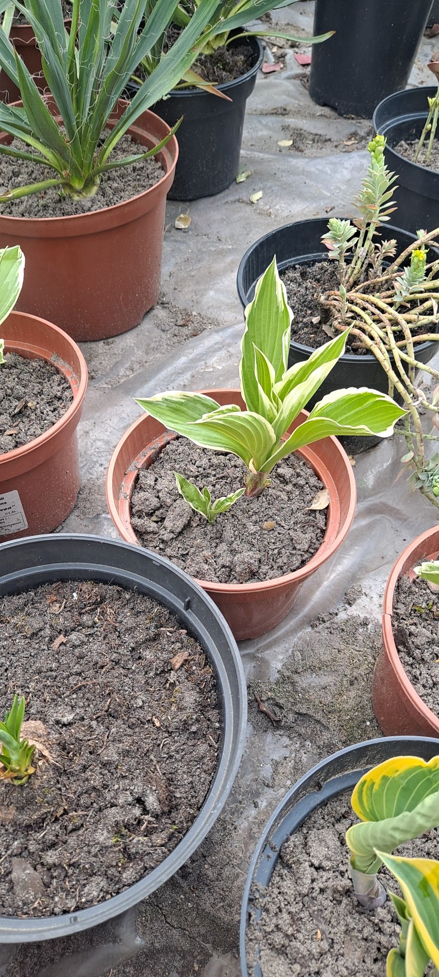 Funkia, funkie, hosta rosliny ogrodowe kilka odmian