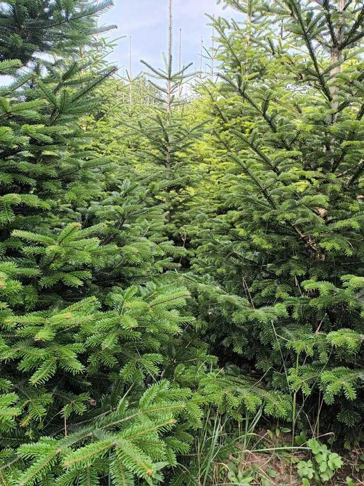 Choinki - Plantacja drzewek choinkowych – jodła kaukaska