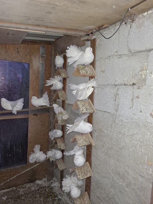 Sprzedam pawiki białe