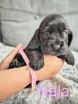 COCKER Spaniel Angielski Rodowód Rezerwacja do 12.08
