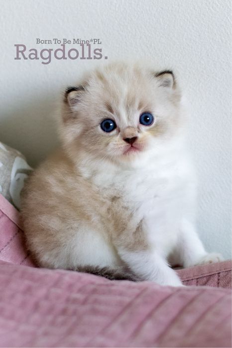 Fantastyczne puchate kocięta Ragdoll FPL rodowód