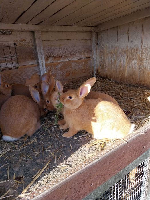 Króliki burgundzkie