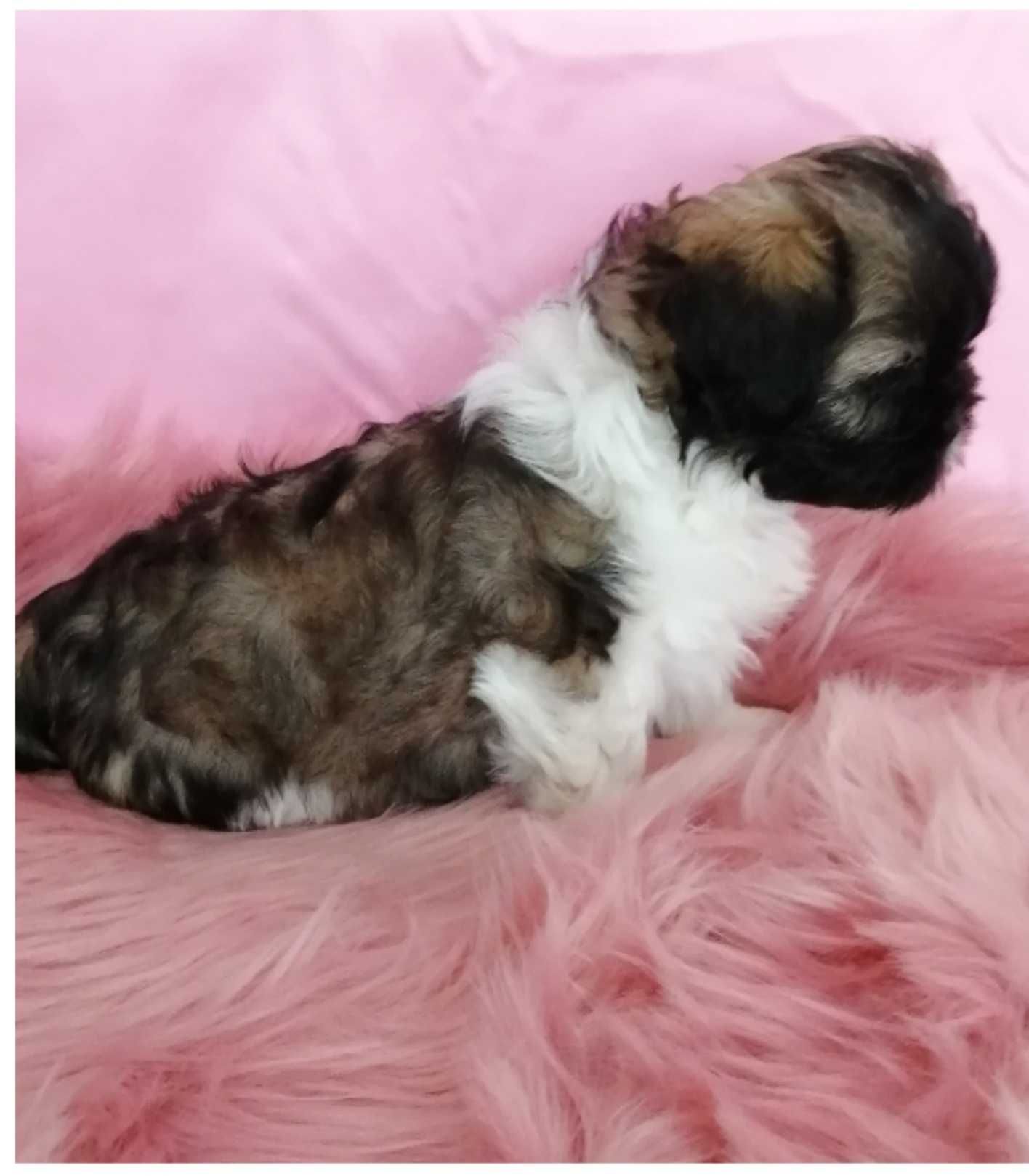 Słodki szczeniaczek shih tzu