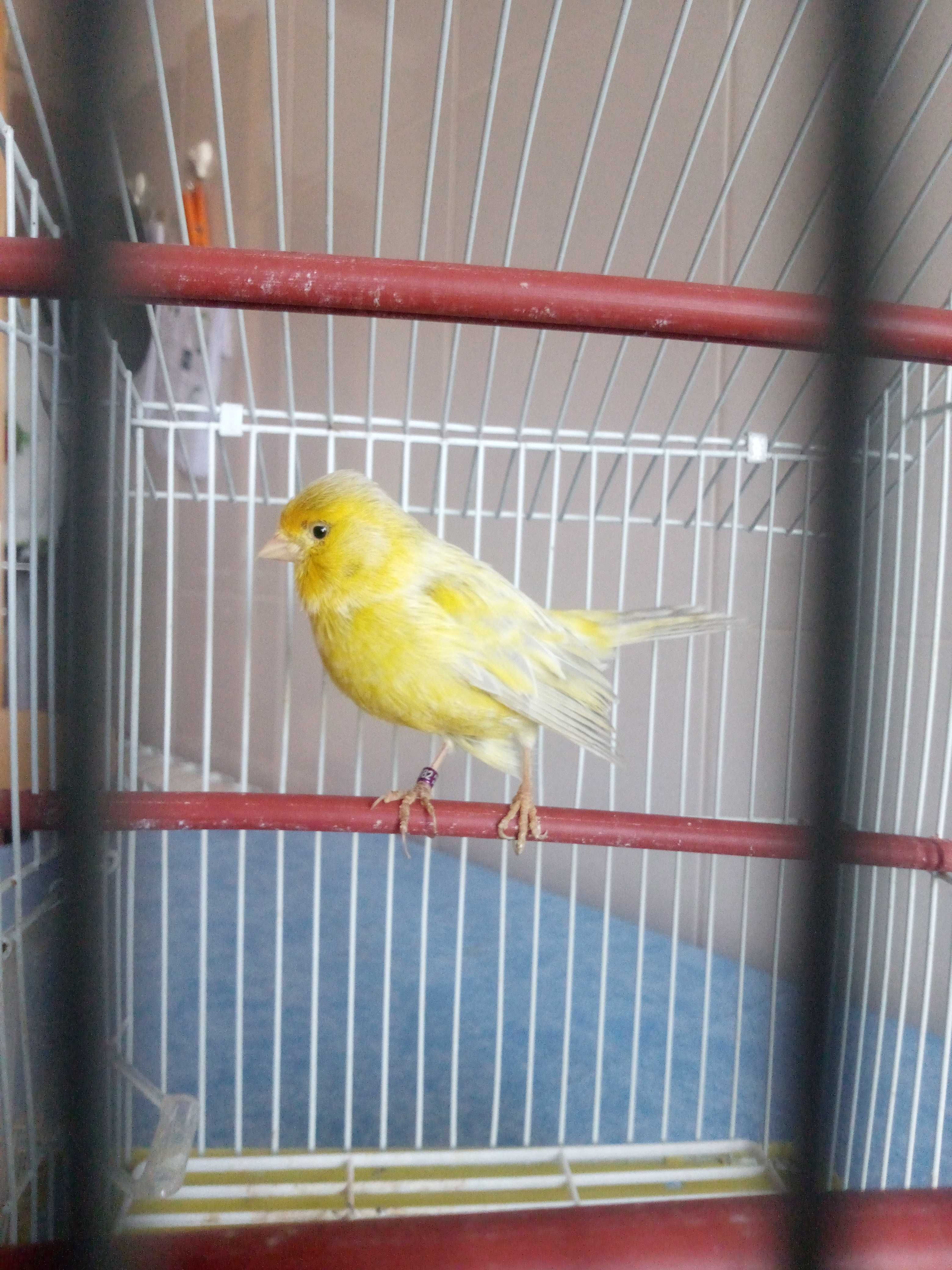 Canário com gaiola